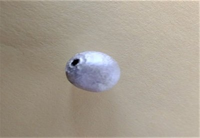 SWARNJARIT PARAD GUTIKA